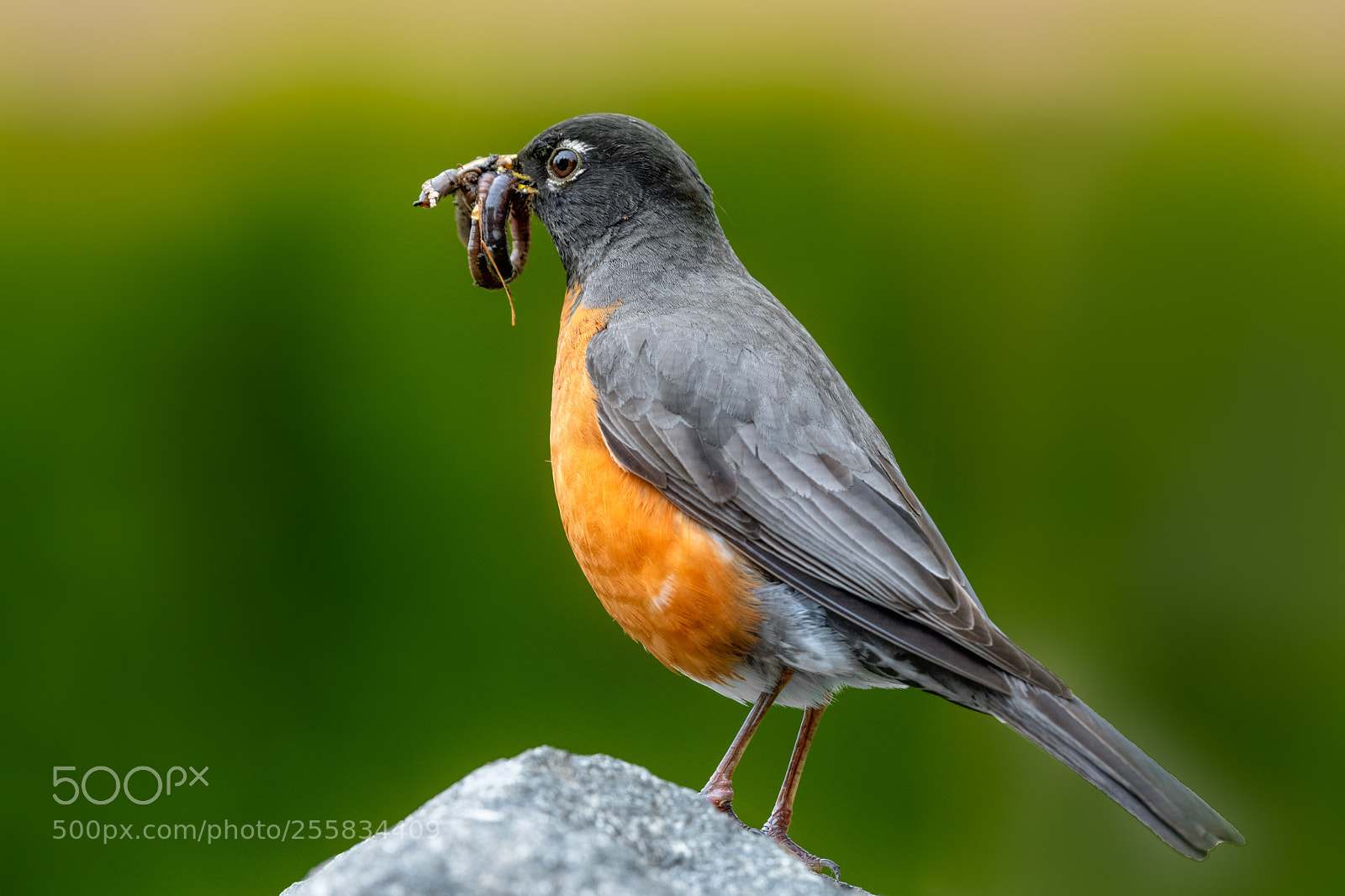 Nikon D850 sample photo. American robin photography