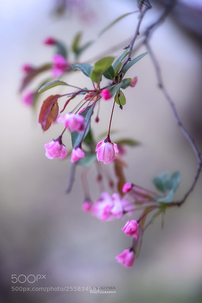 Pentax K-1 sample photo. Pink spring of hall photography