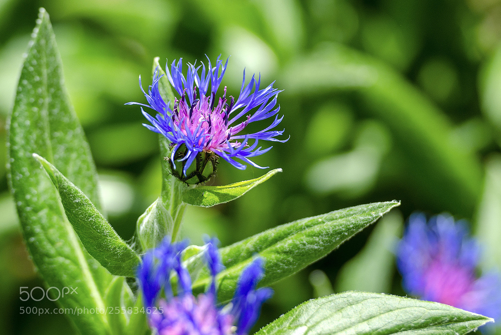 Nikon D7000 sample photo. Exclamation of spring photography