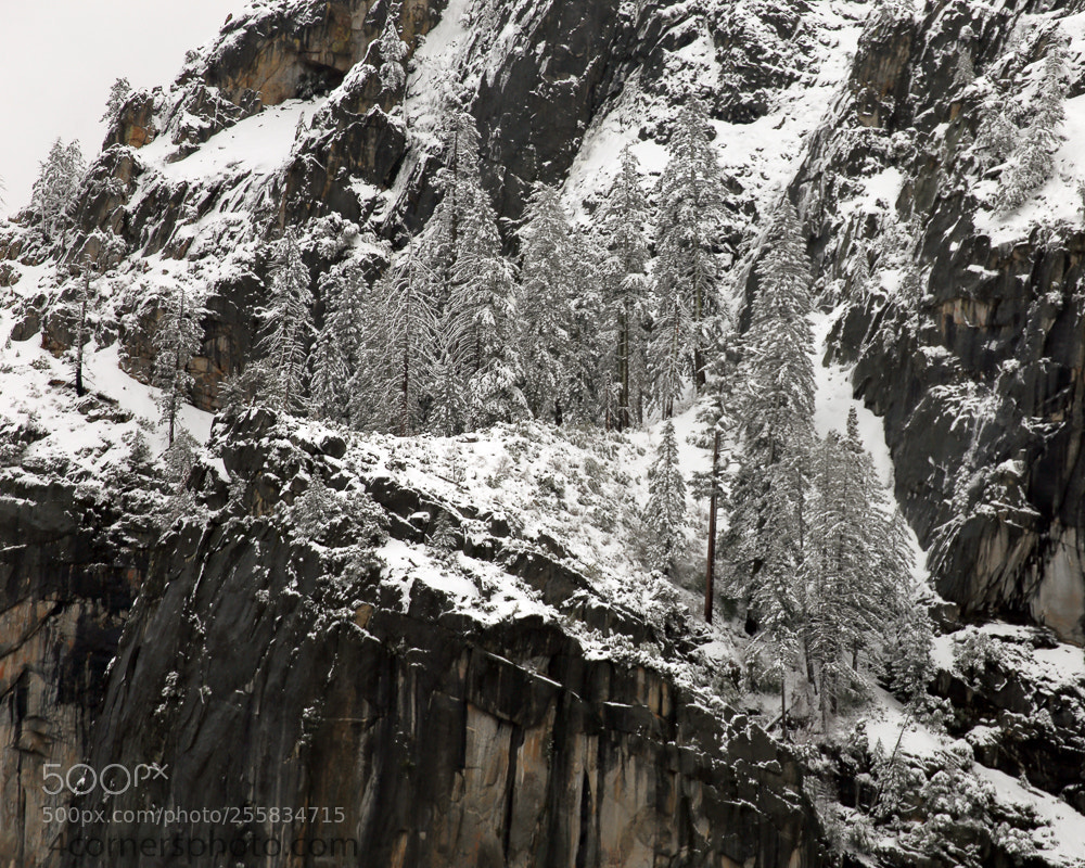 Canon EOS 6D sample photo. Snowy trees, mariposa county photography