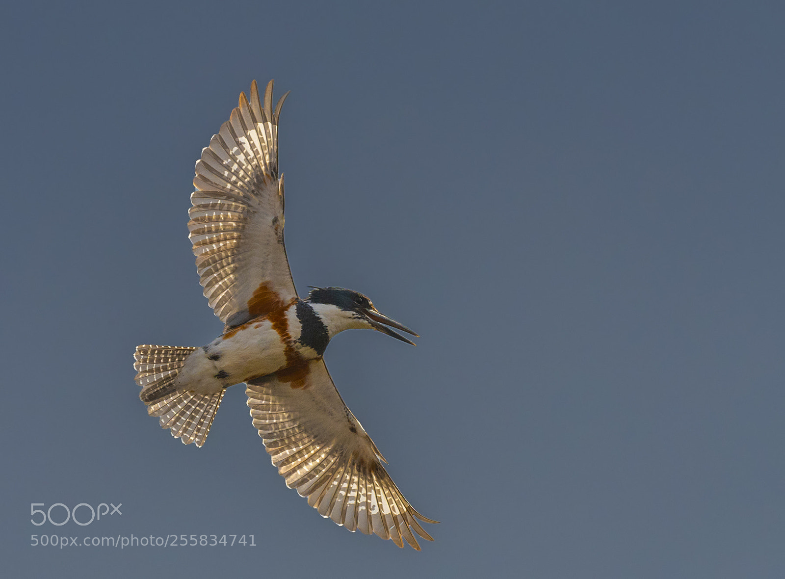 Nikon D850 sample photo. Belted kingfisher photography