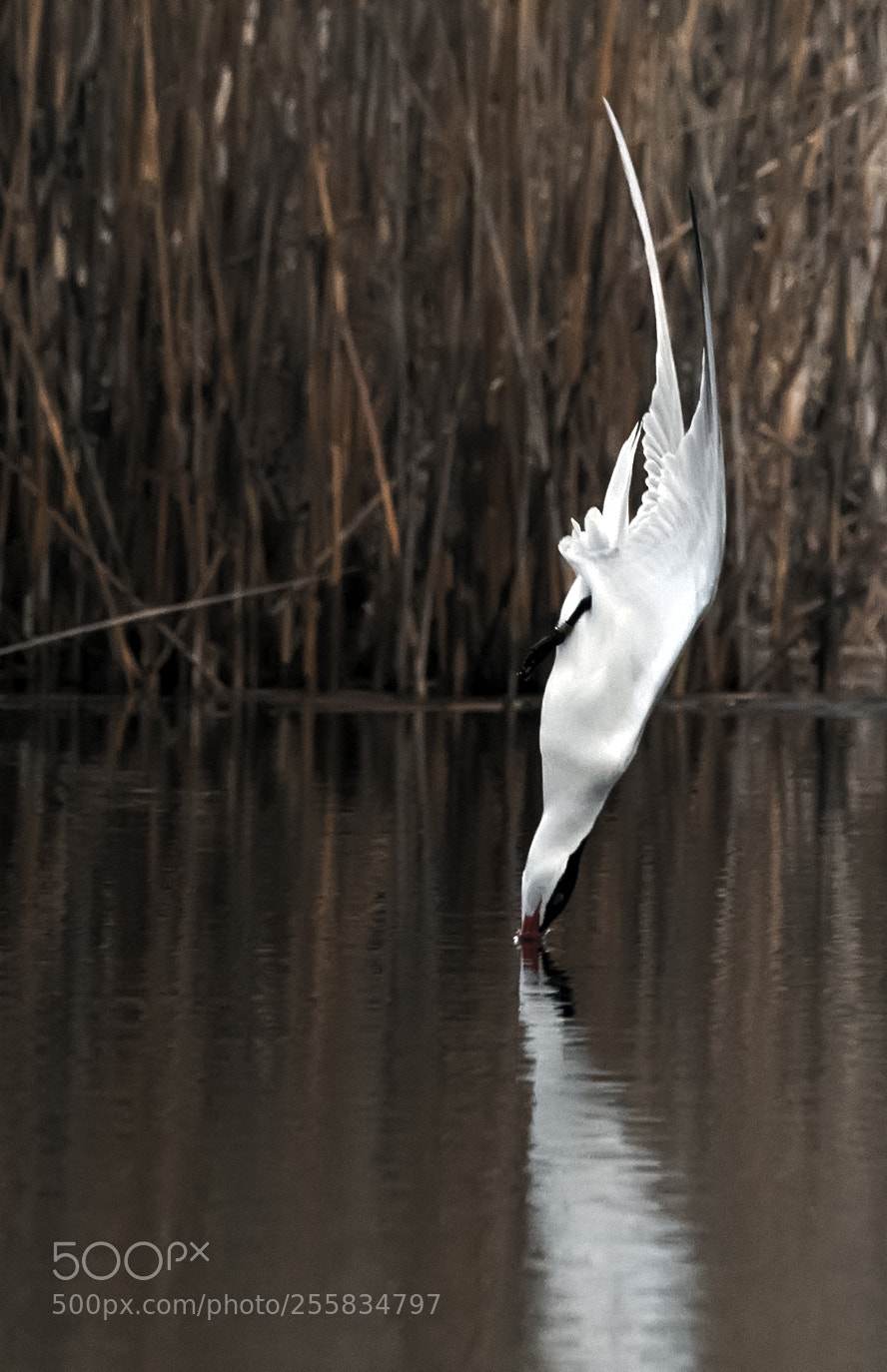 Nikon D850 sample photo. Caspian tern dive photography