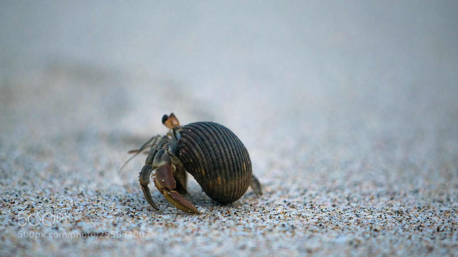 Nikon D5300 sample photo. Hermit on the way photography