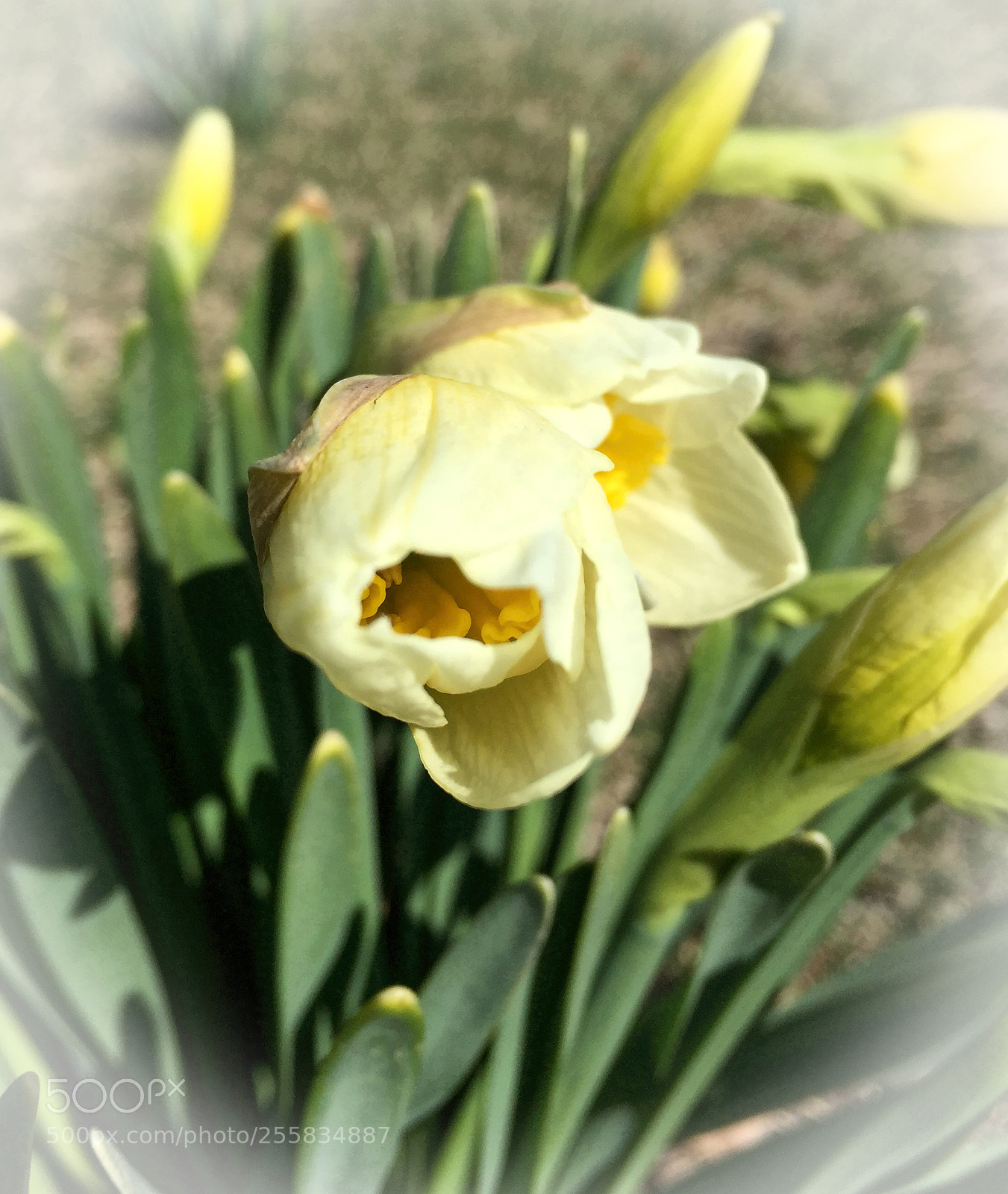 Apple iPhone 6 Plus sample photo. Aunt annie's daffodils photography