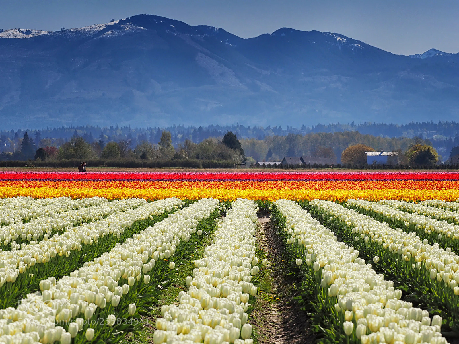 Olympus OM-D E-M1 sample photo. Tulips and mountains photography