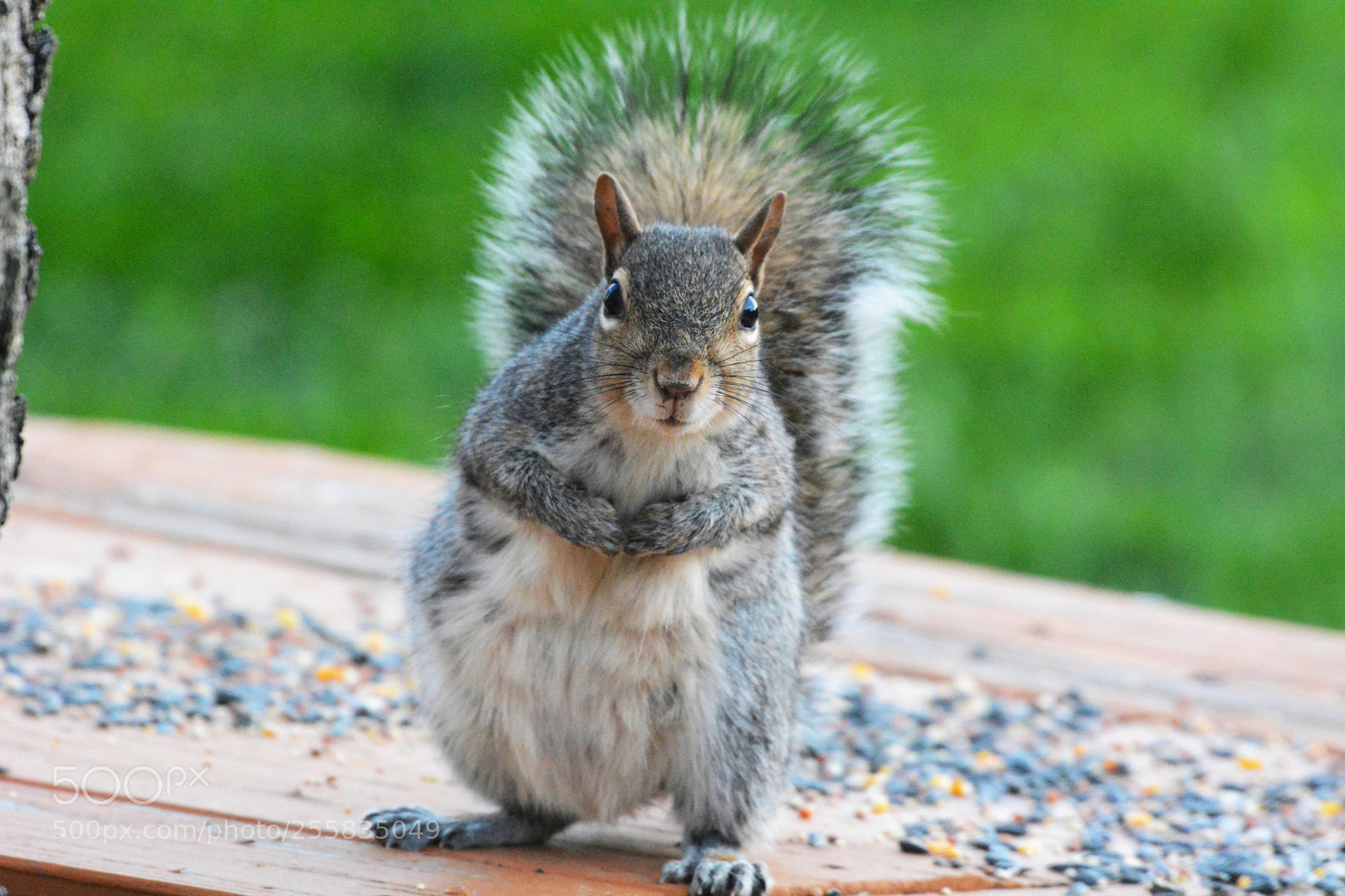 Nikon D7100 sample photo. Squirrel photography