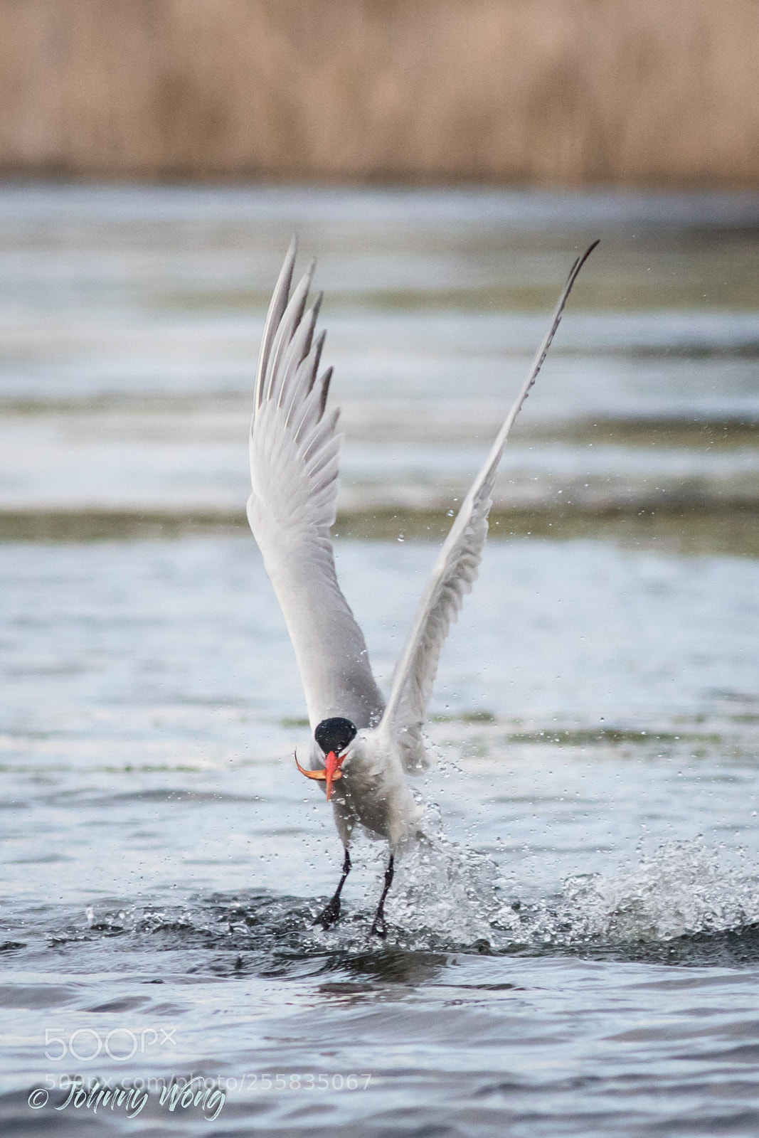 Canon EOS 7D Mark II sample photo. Common tern photography