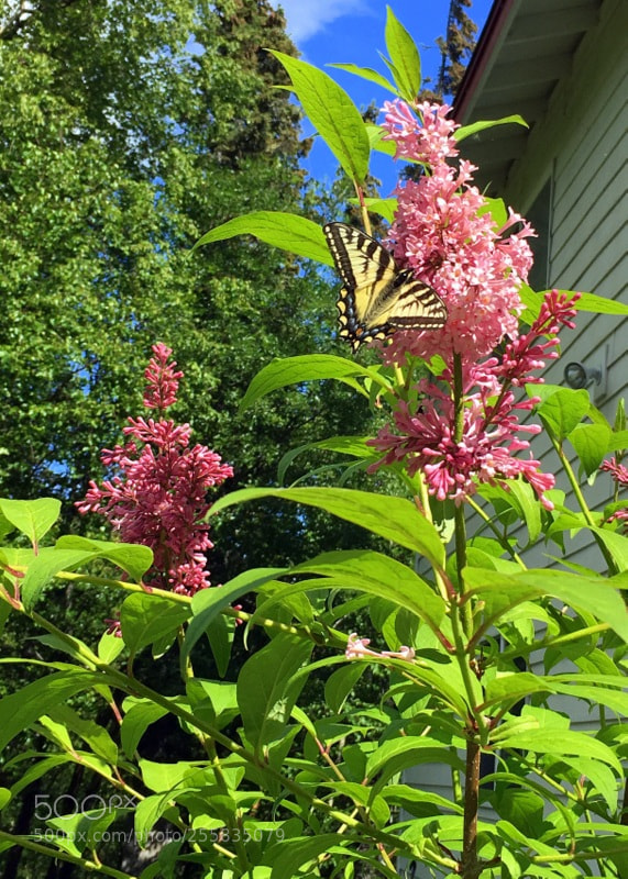 Apple iPhone 6s sample photo. Butterfly on the lilac photography