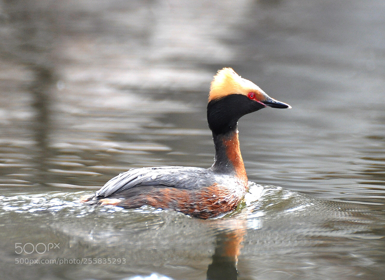 Nikon D90 sample photo. Grebe photography