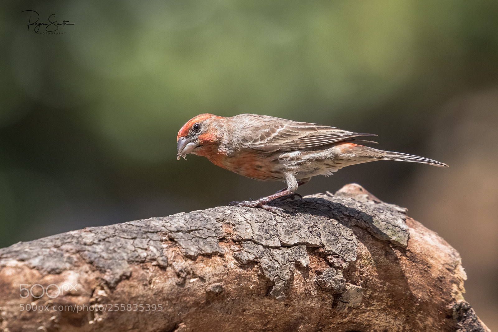 Canon EOS 7D Mark II sample photo. Staying alert photography