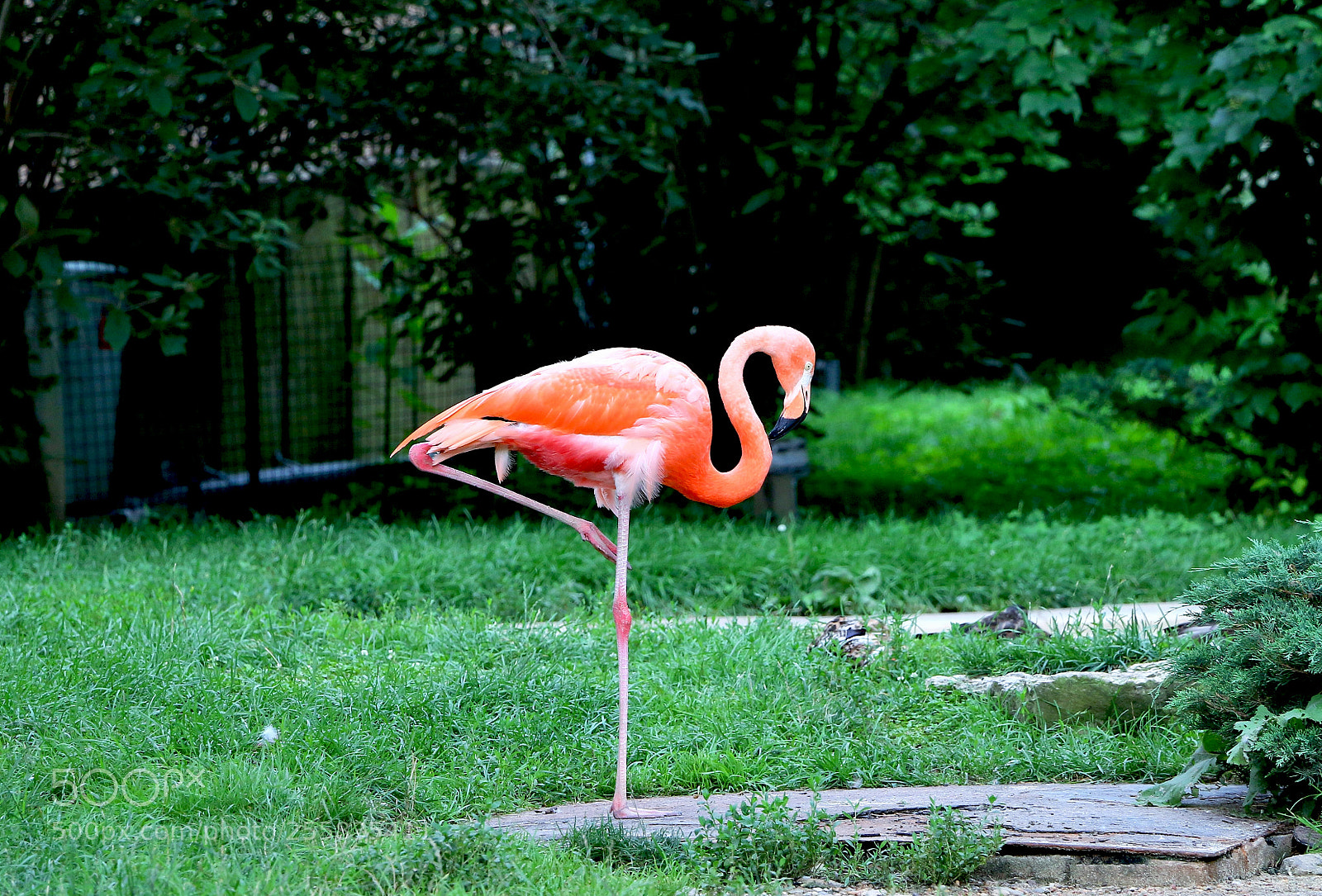 Canon EOS 70D sample photo. American flamingo photography