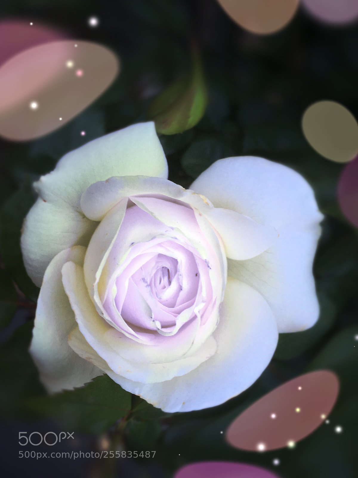 Apple iPhone SE sample photo. White rose photography