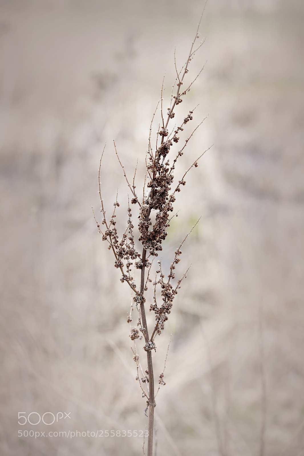 Canon EOS 5D Mark II sample photo. Life of the dead's photography
