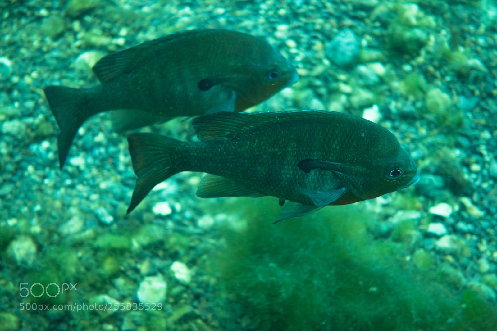 Sony DSC-RX100M5 sample photo. Fishy friends photography