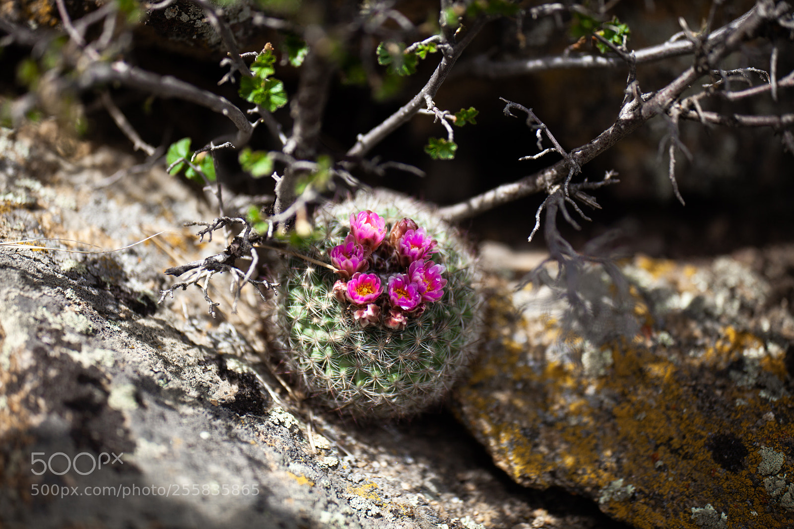 Canon EOS 5D Mark II sample photo. Untitled photography