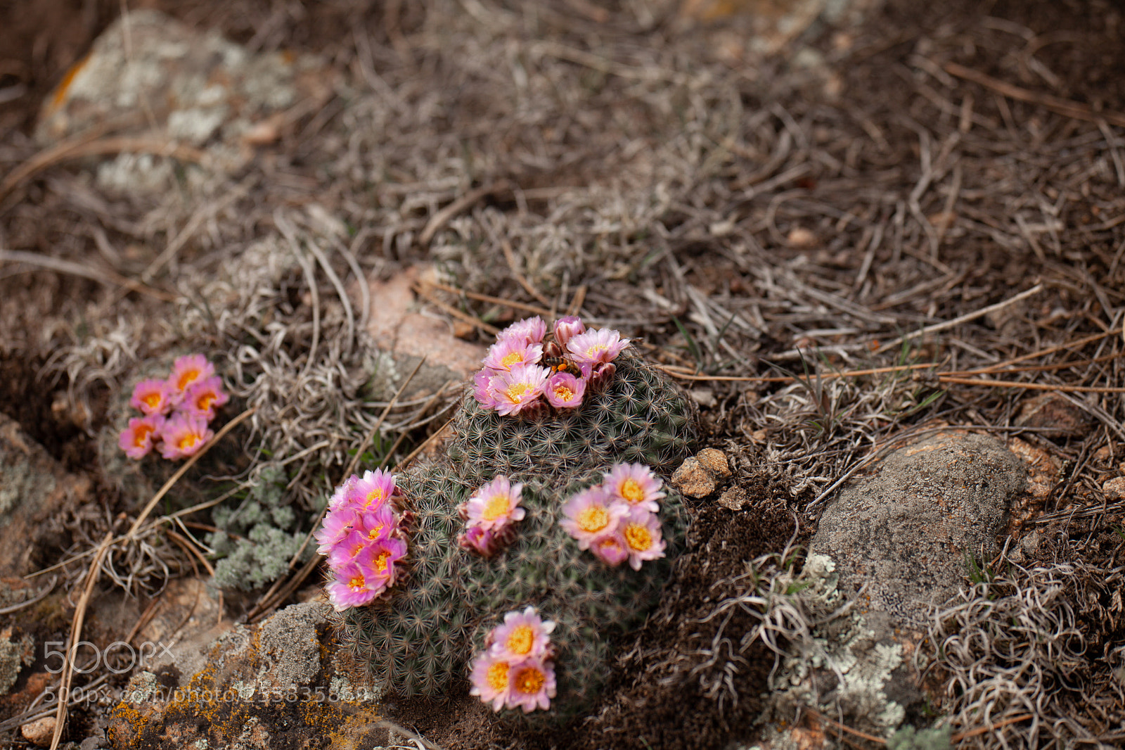 Canon EOS 5D Mark II sample photo. Untitled photography
