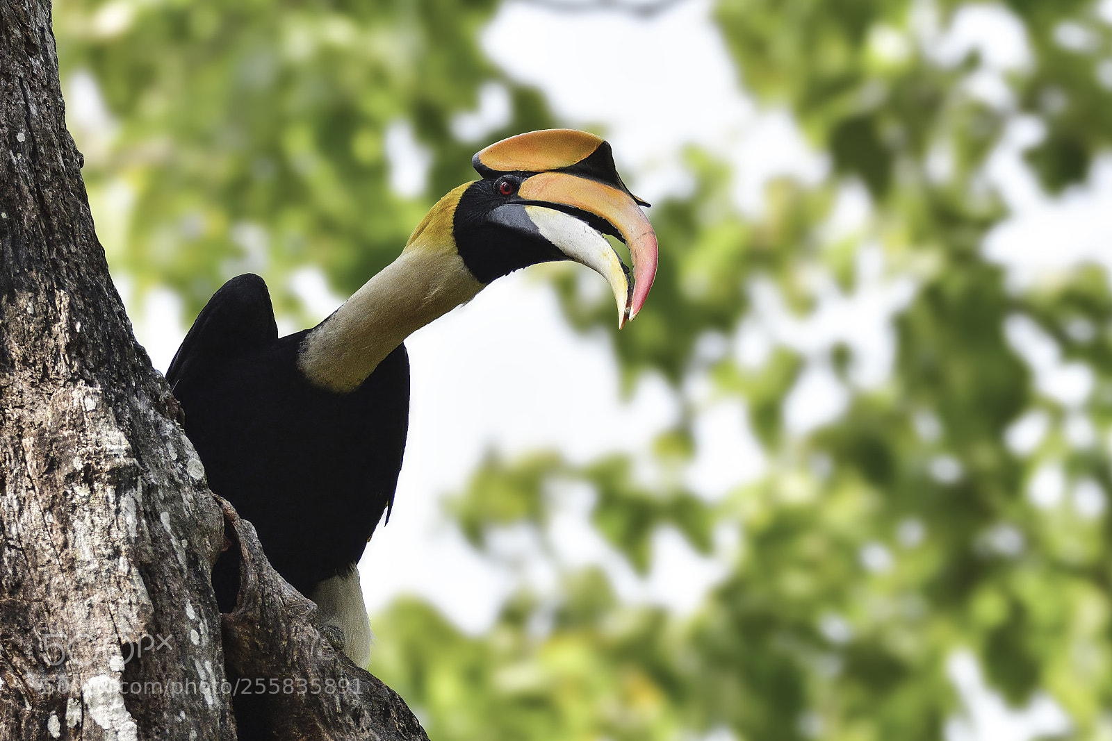 Nikon D500 sample photo. Great hornbill photography