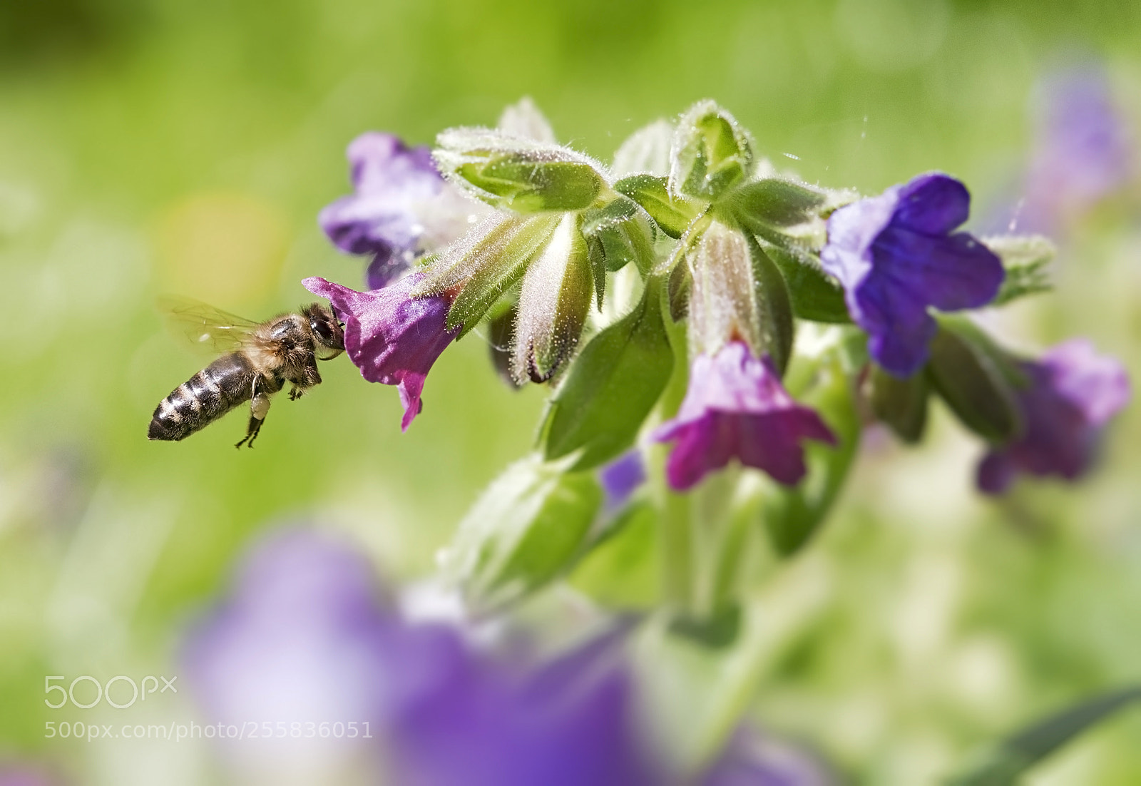 Nikon D500 sample photo. Honeybee photography