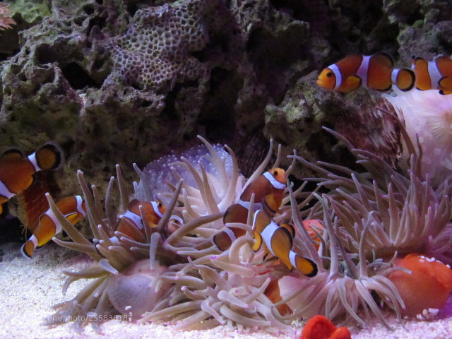 Canon PowerShot SX530 HS sample photo. Nemo photography