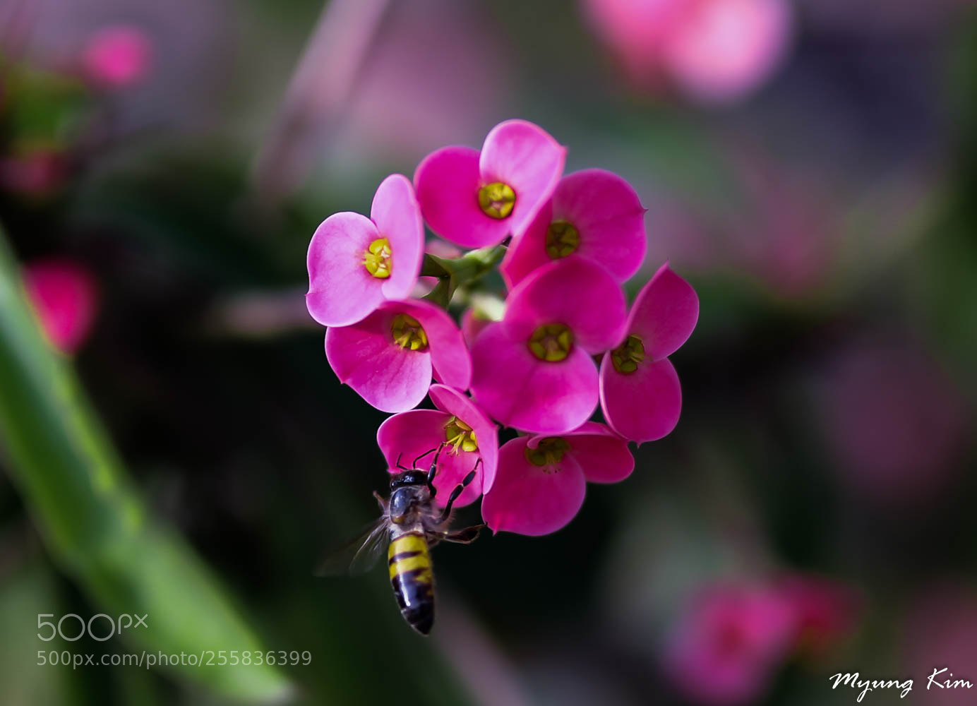 Canon EOS 5D Mark IV sample photo. Pa photography