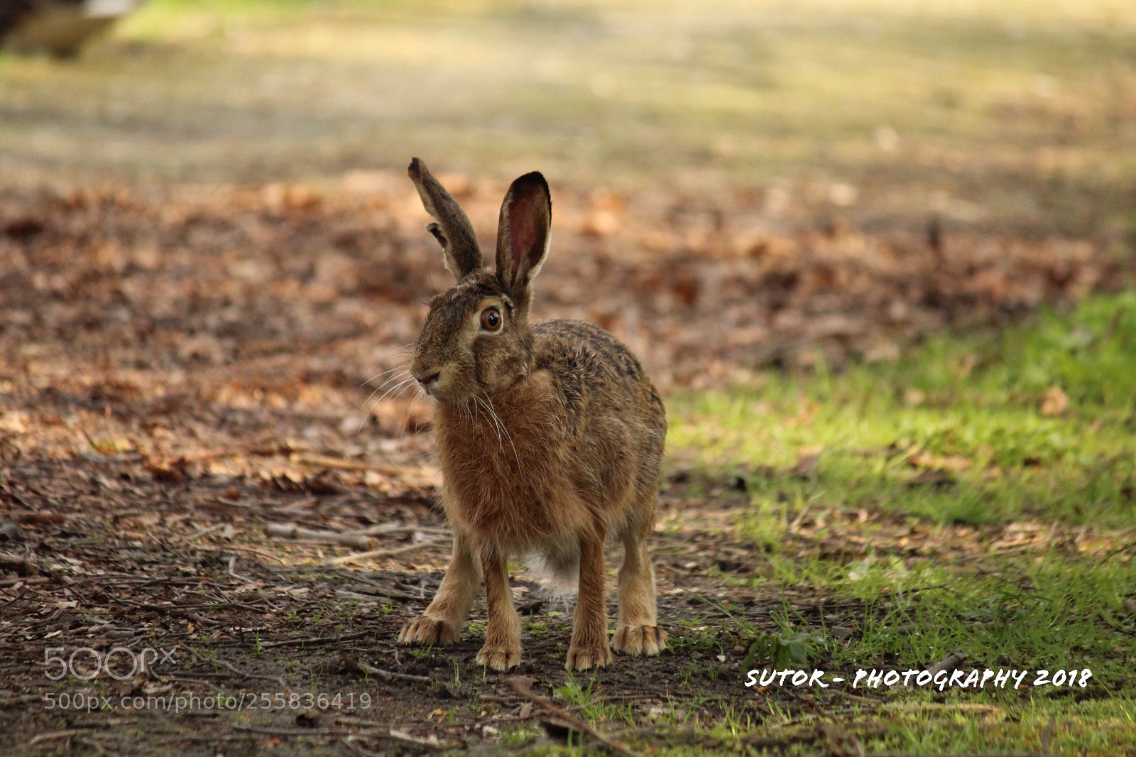 Canon EOS 1200D (EOS Rebel T5 / EOS Kiss X70 / EOS Hi) sample photo. Brown hare photography