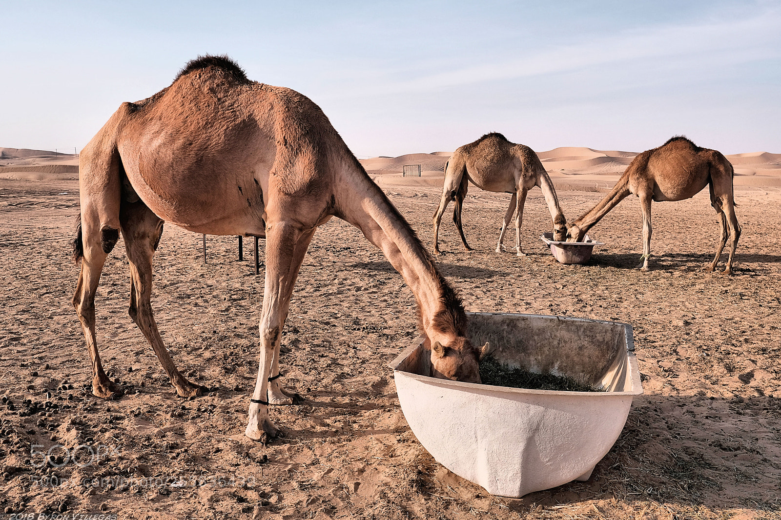 Fujifilm X-T2 sample photo. Three hungry camels. photography