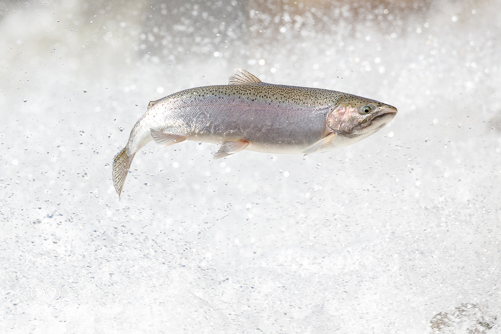 Canon EOS 5D Mark IV sample photo. Rainbow trout photography