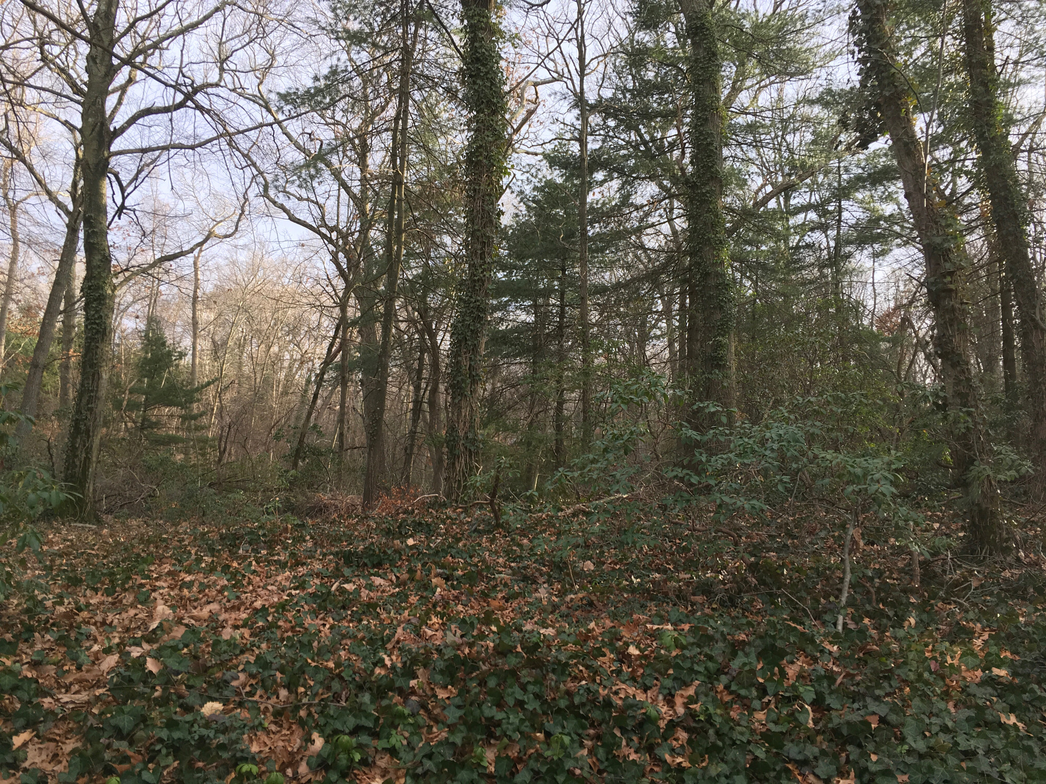 Apple iPad Pro sample photo. Peace! photography