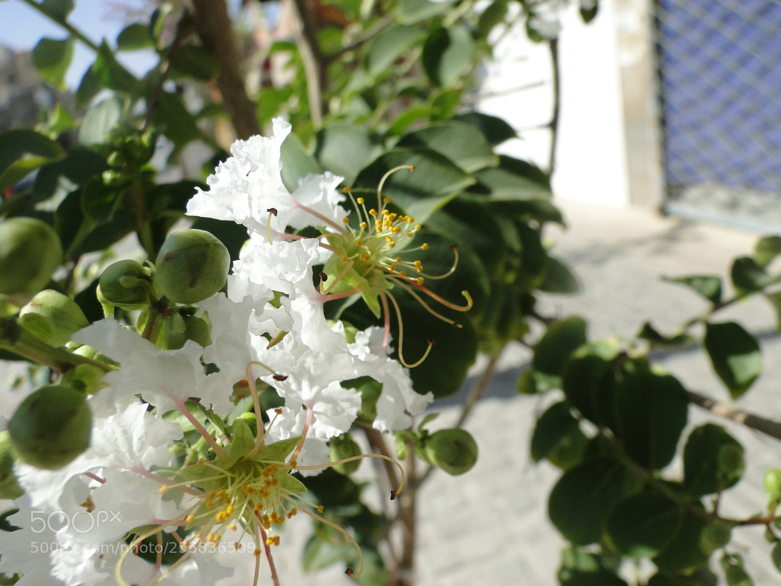 Sony Cyber-shot DSC-HX1 sample photo. Dsc photography