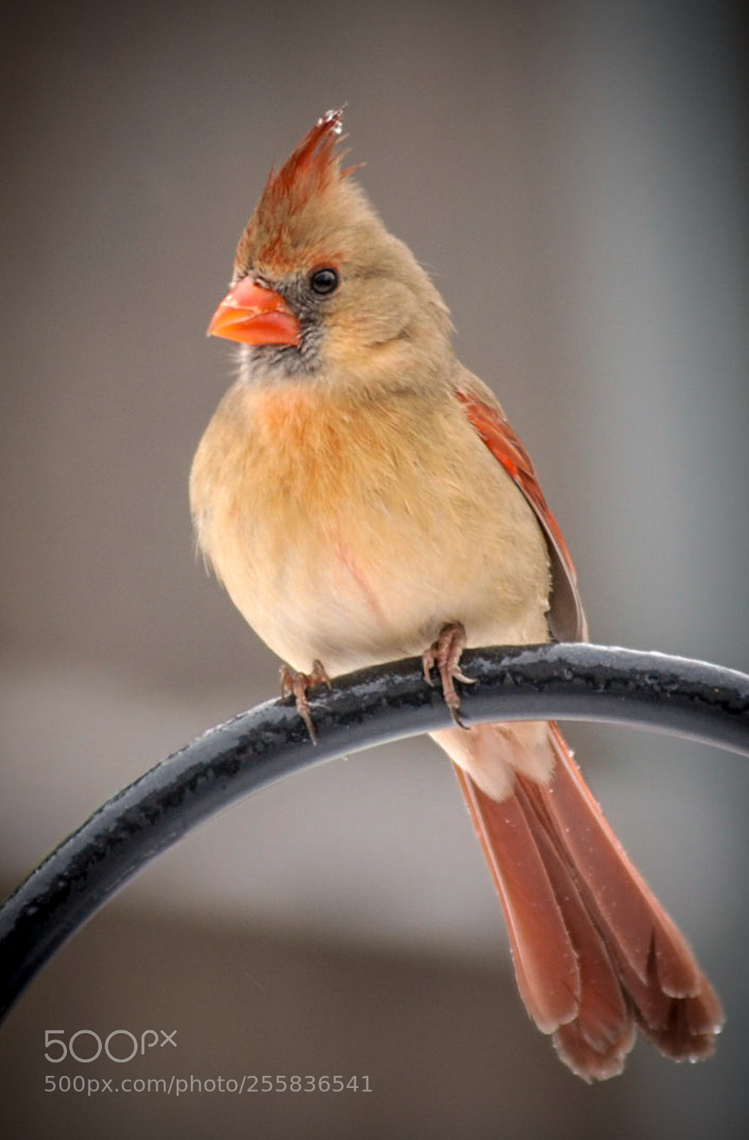 Nikon D80 sample photo. Cardinalwinter photography