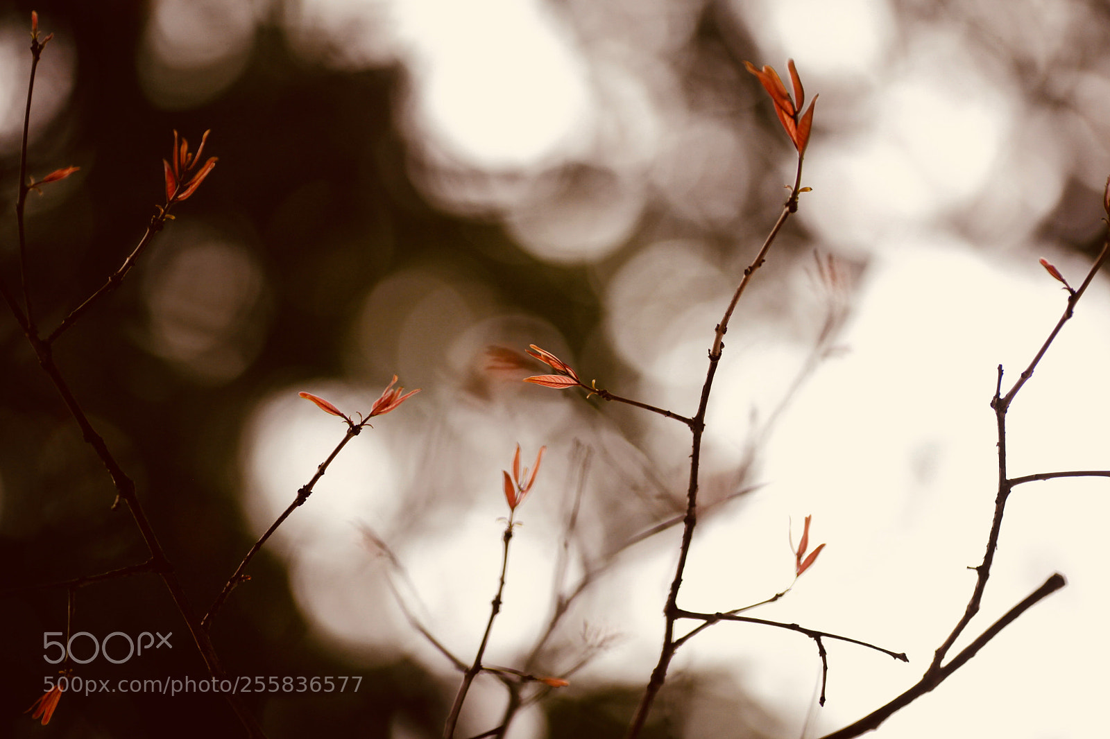 Canon EOS 5D Mark II sample photo. Spring photography