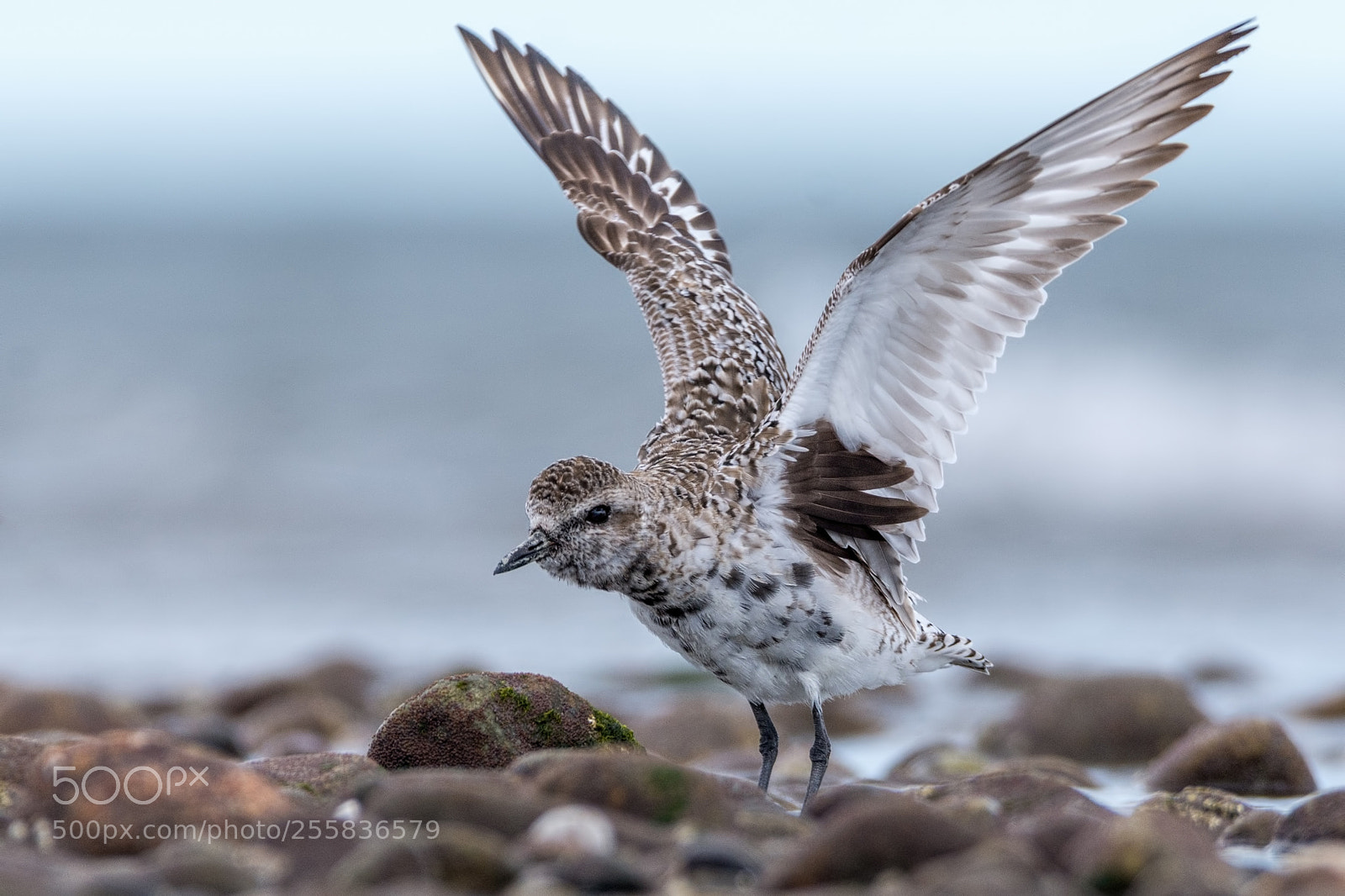 Nikon D7200 sample photo. Black-bellied plover photography