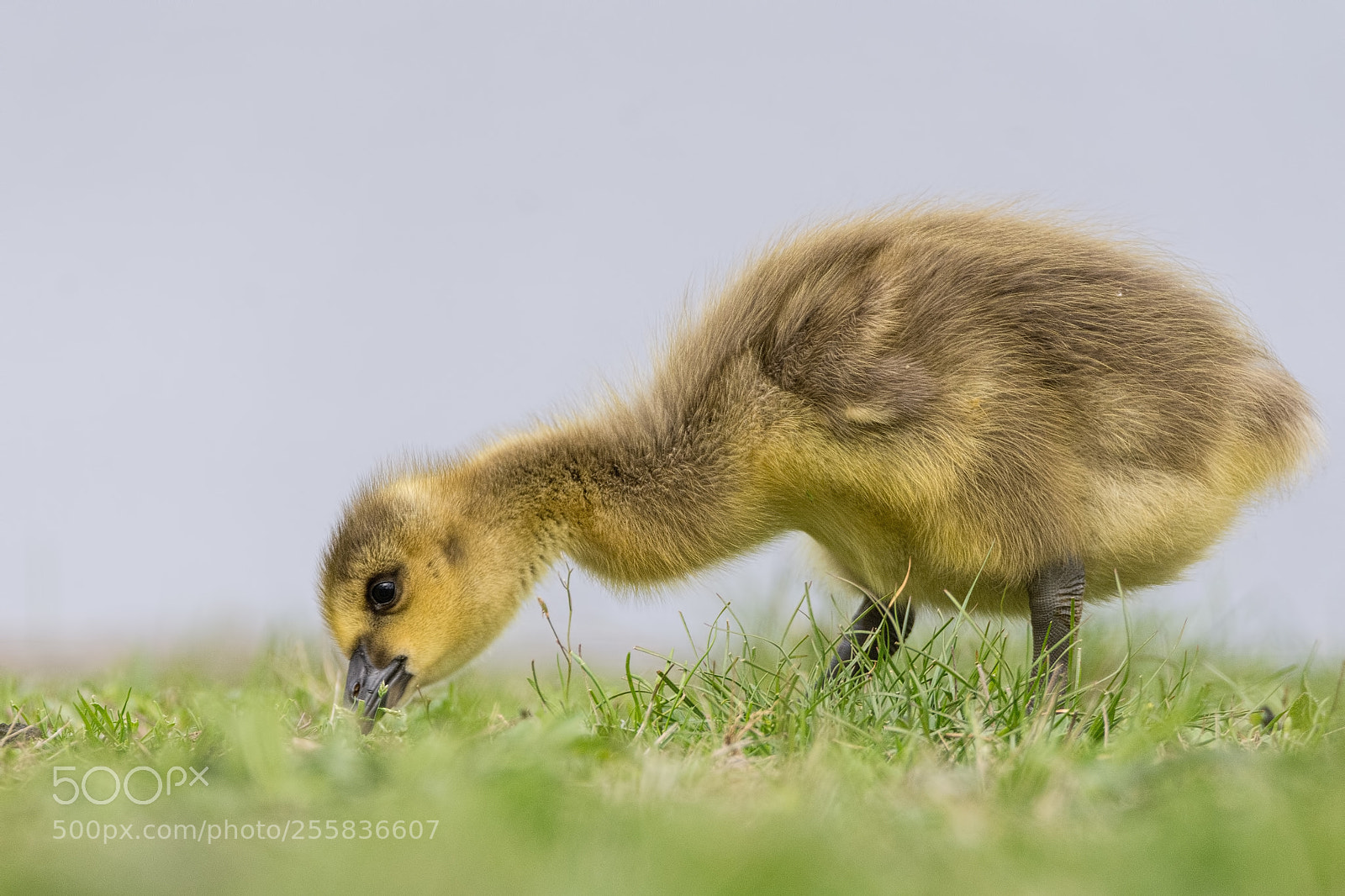 Nikon D7200 sample photo. Canada good gosling photography
