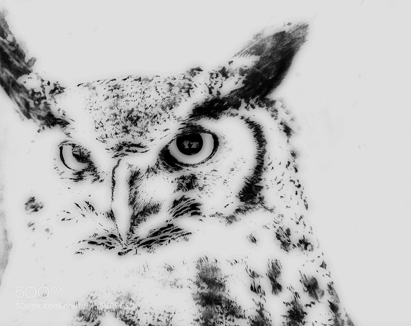 Nikon D3300 sample photo. The owl photography