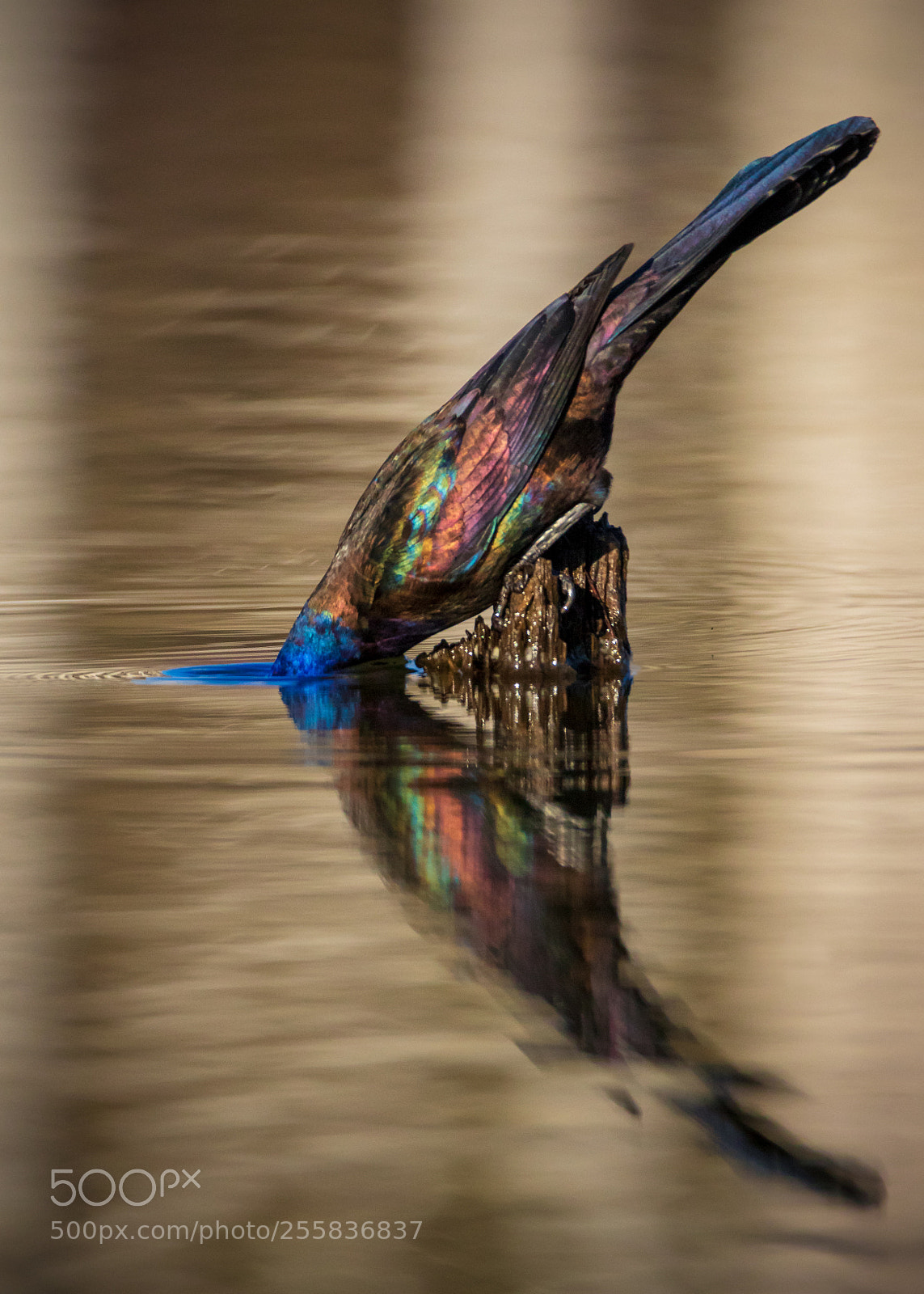 Canon EOS 7D Mark II sample photo. Melting head photography