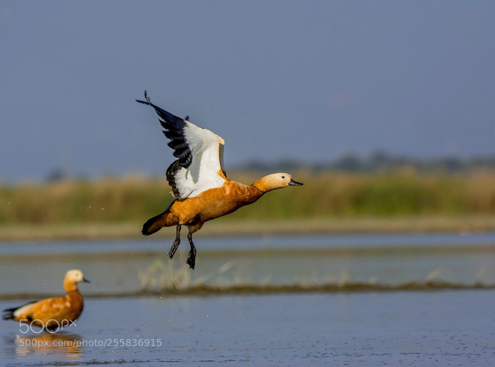 Nikon D7100 sample photo. Rudy shelduck at gajoldoba  photography
