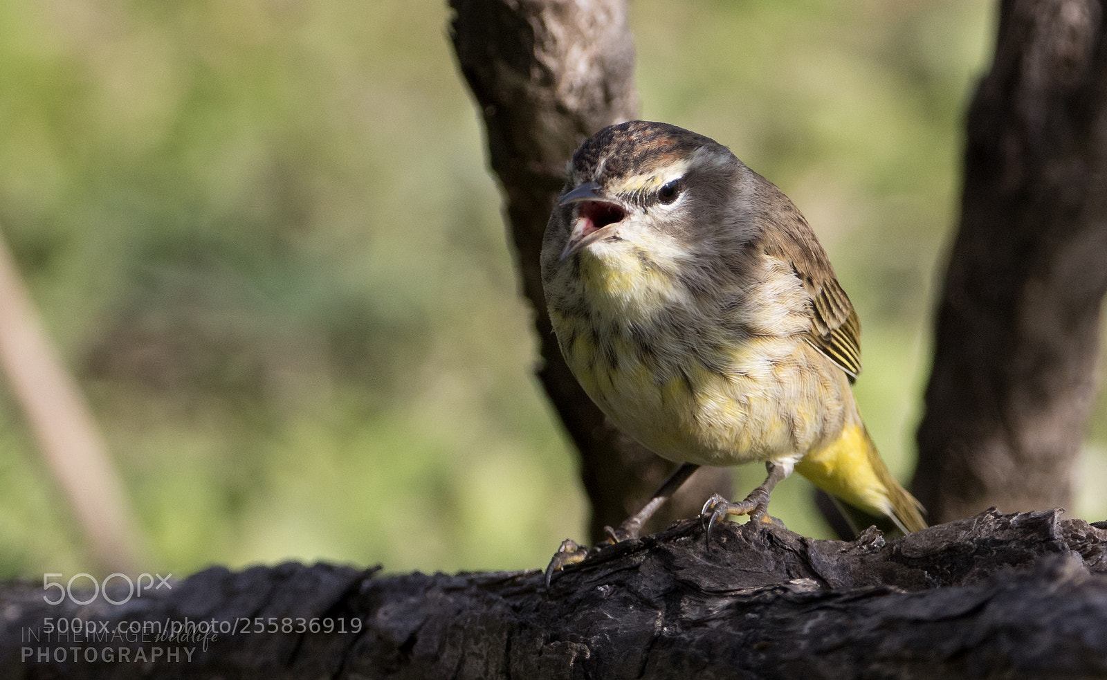 Canon EOS 7D Mark II sample photo. Warbler singing a song photography