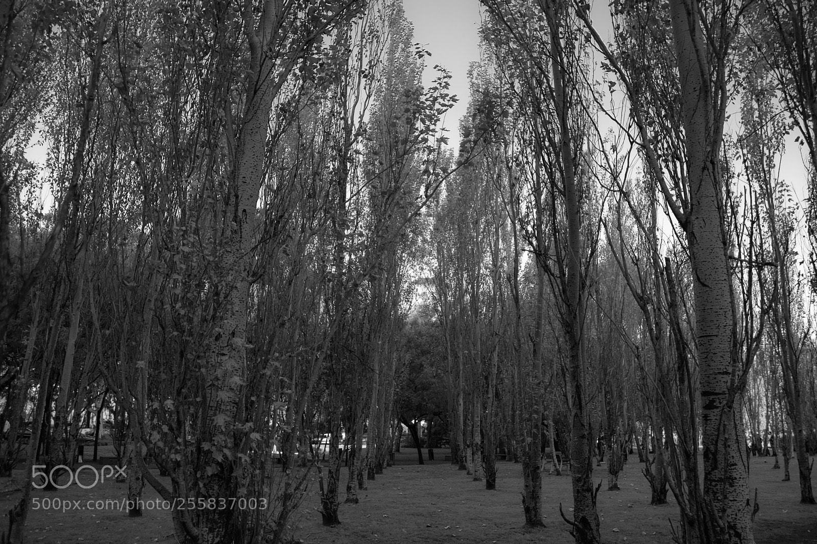 Nikon D3300 sample photo. In the forest photography