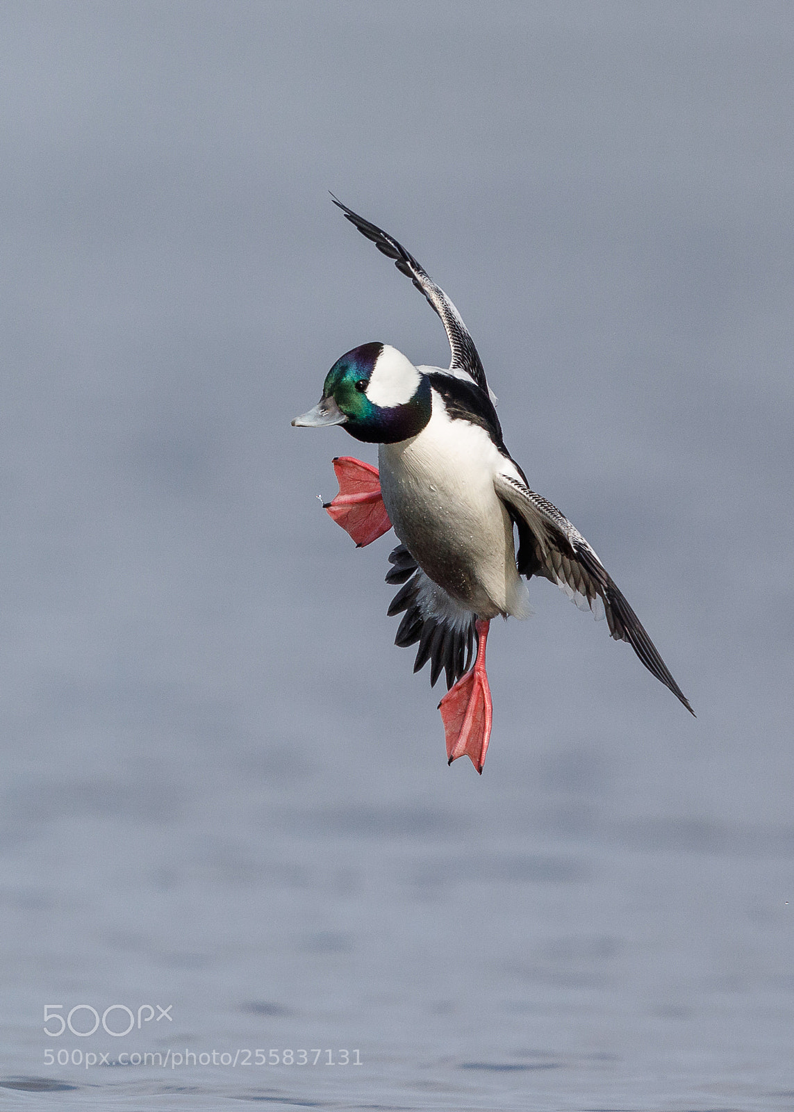 Canon EOS 5D Mark IV sample photo. Drake bufflehead photography