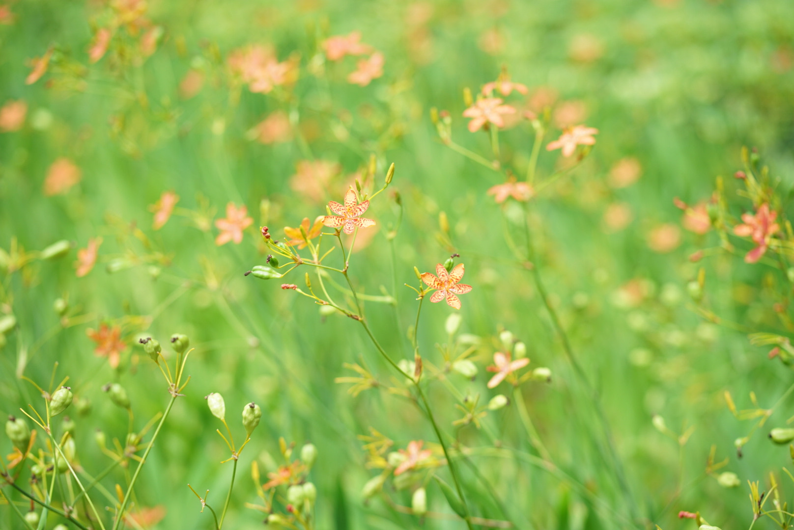 Sony a7 II + ZEISS Batis 85mm F1.8 sample photo. 春 photography