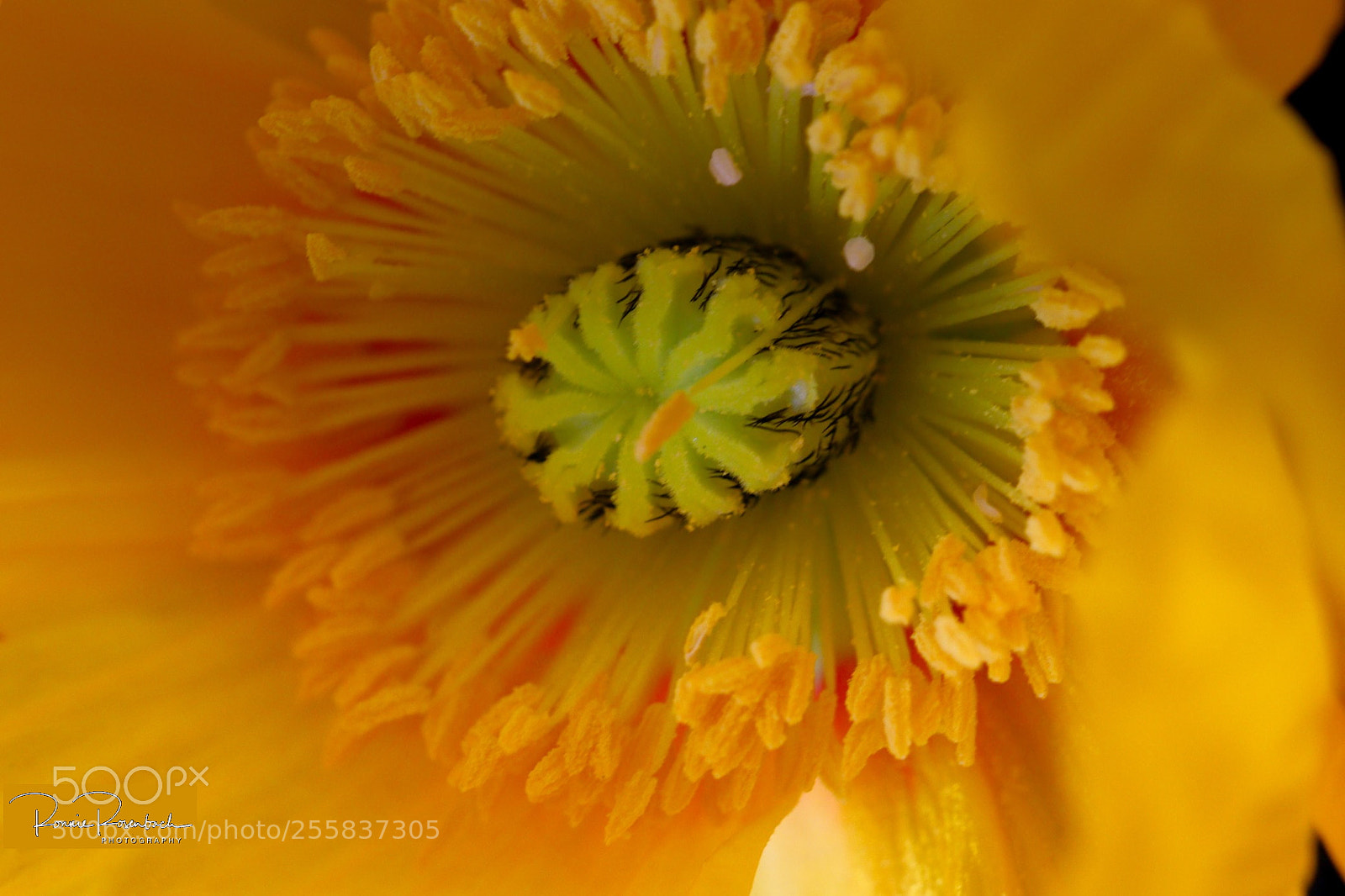 Canon EOS 77D (EOS 9000D / EOS 770D) sample photo. Icelandic poppy photography