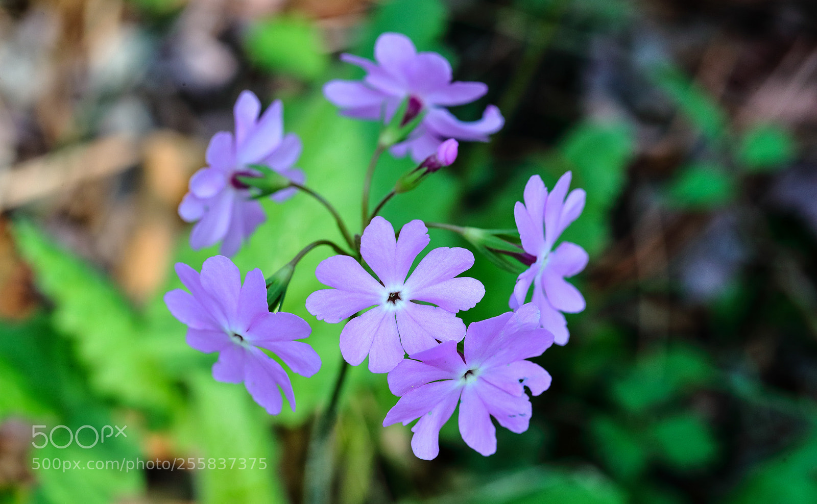 Canon EOS-1D X Mark II sample photo. The key to happiness photography