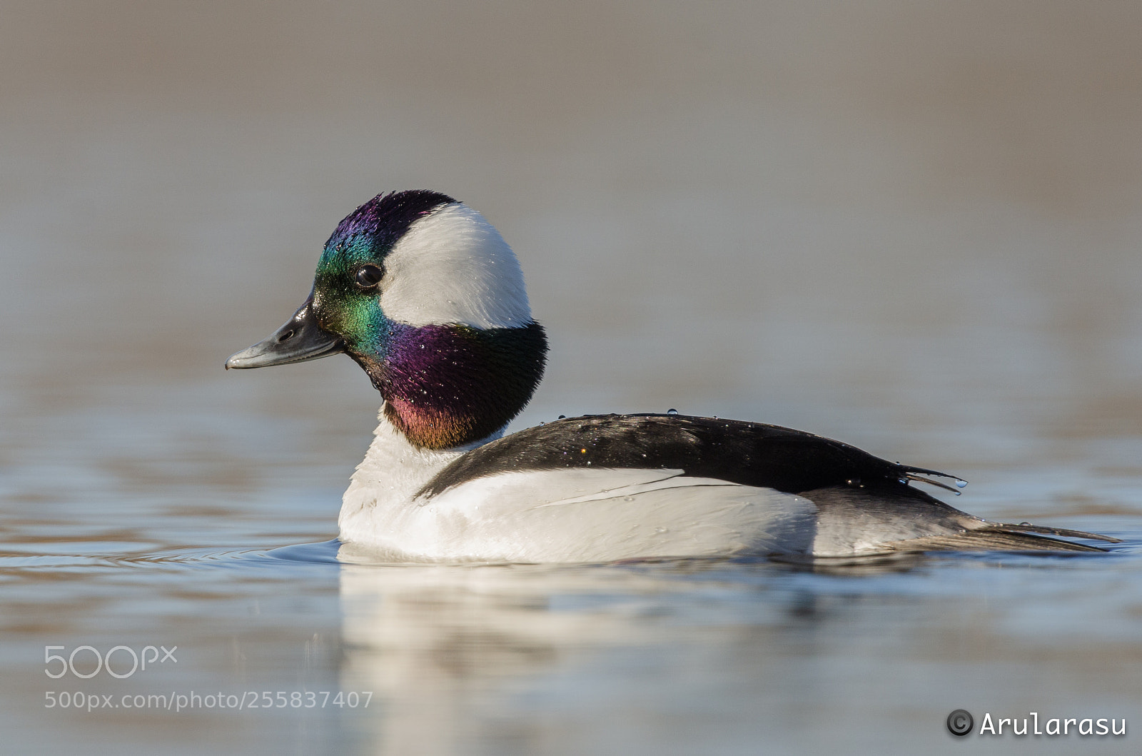 Nikon D7000 sample photo. Bufflehead, drake photography