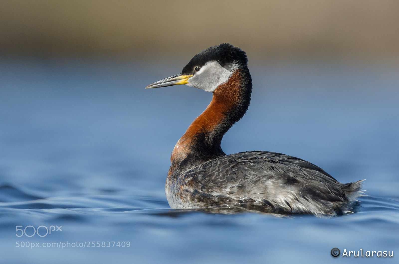 Nikon D7000 sample photo. Red-necked grebe photography