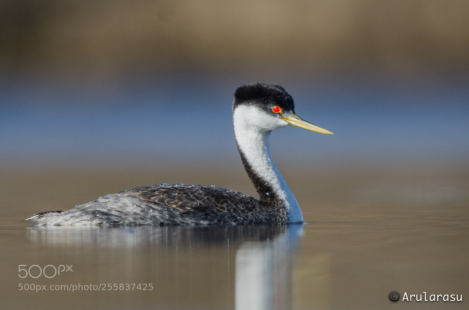 Nikon D7000 sample photo. Western grebe photography