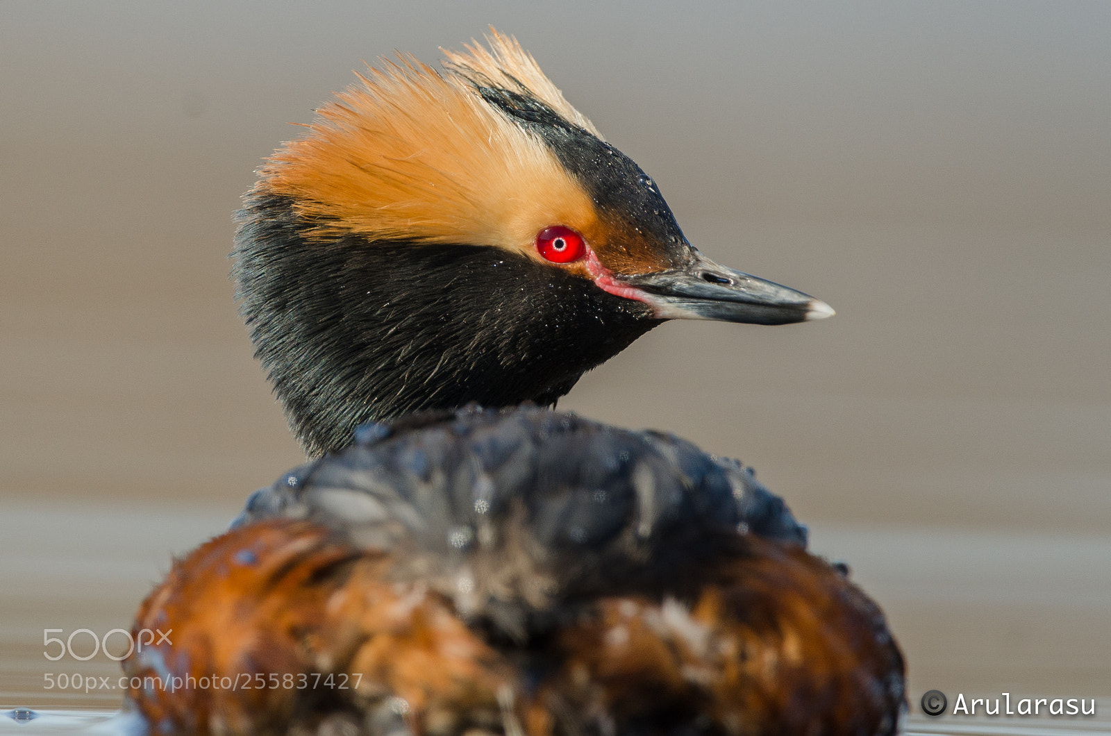 Nikon D7000 sample photo. Horned grebe photography