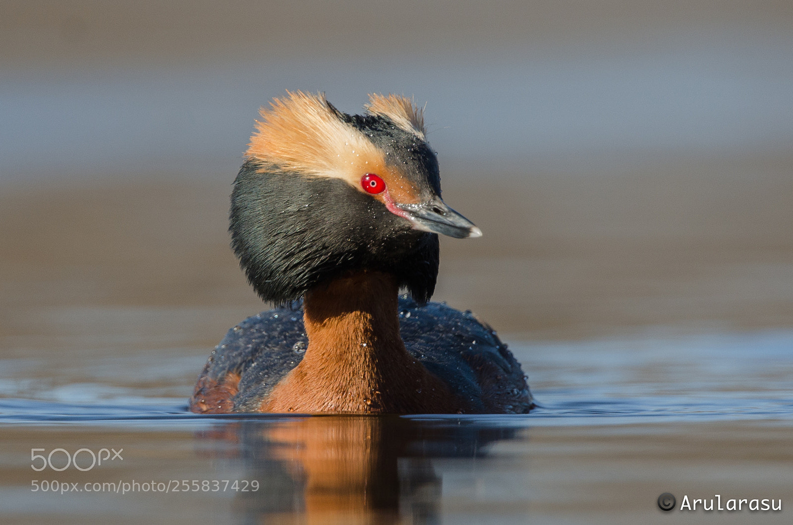 Nikon D7000 sample photo. Horned grebe photography