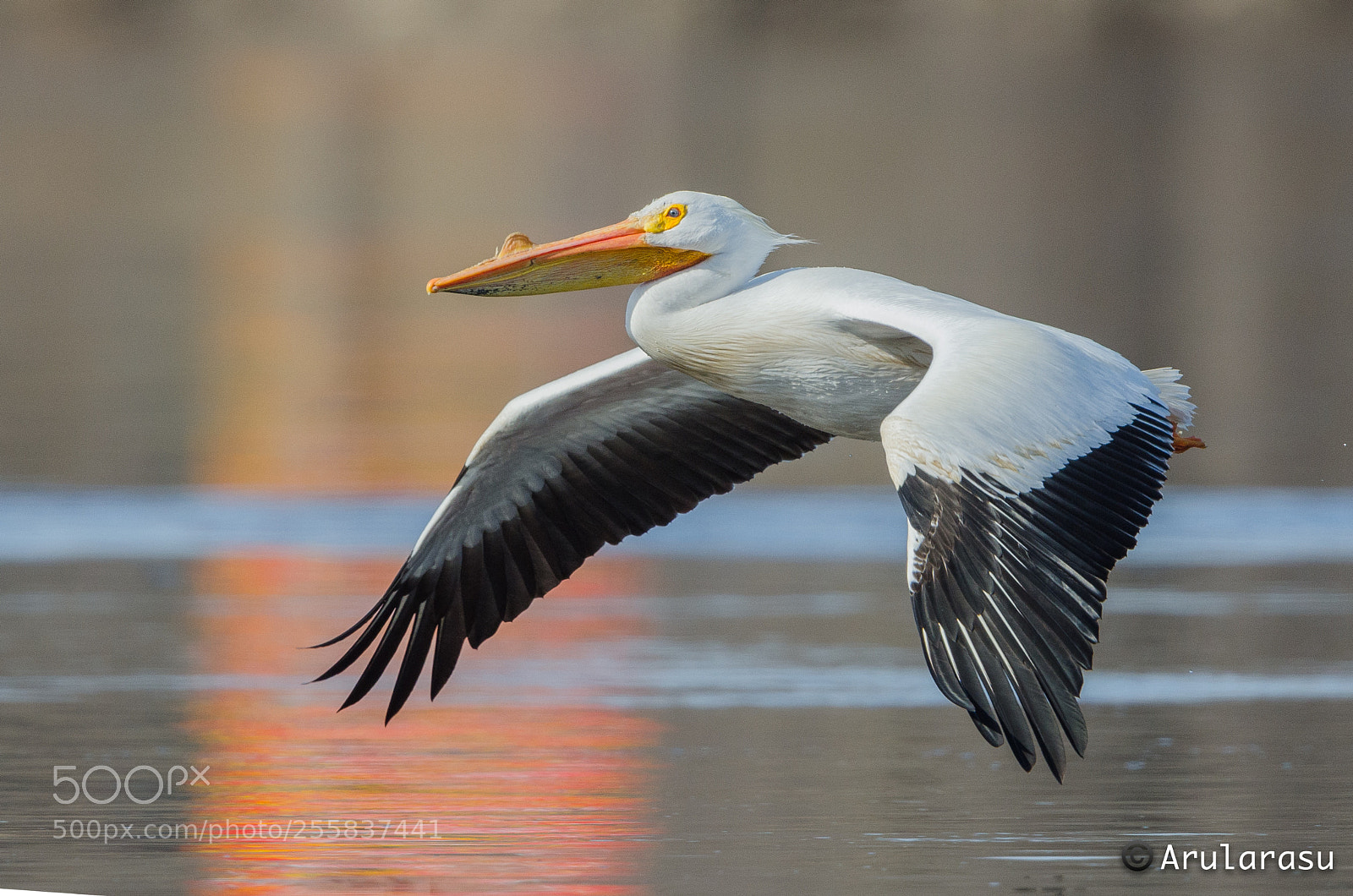 Nikon D7000 sample photo. American white pelican photography