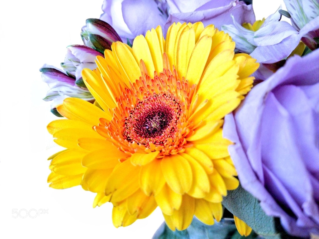 Samsung Galaxy S8+ sample photo. Sunflower_purple_roses_001.jpg photography