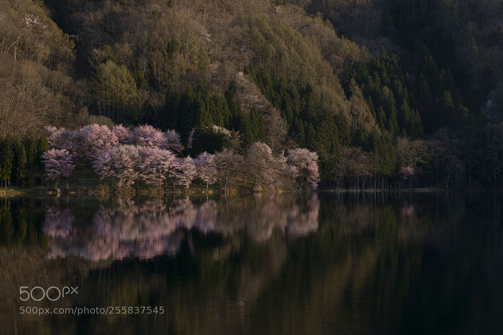 Canon EOS 5D Mark IV sample photo. 中綱湖 photography